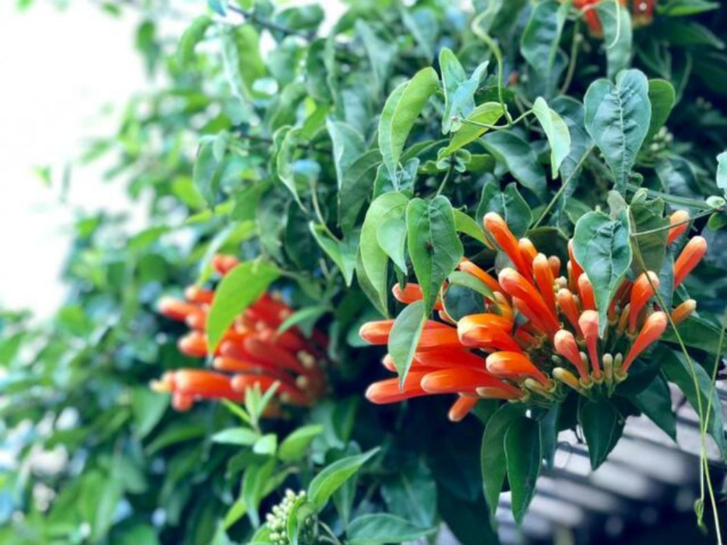 Appartamento Coffee Garden Ranch Costa Rica Concepcion  Esterno foto