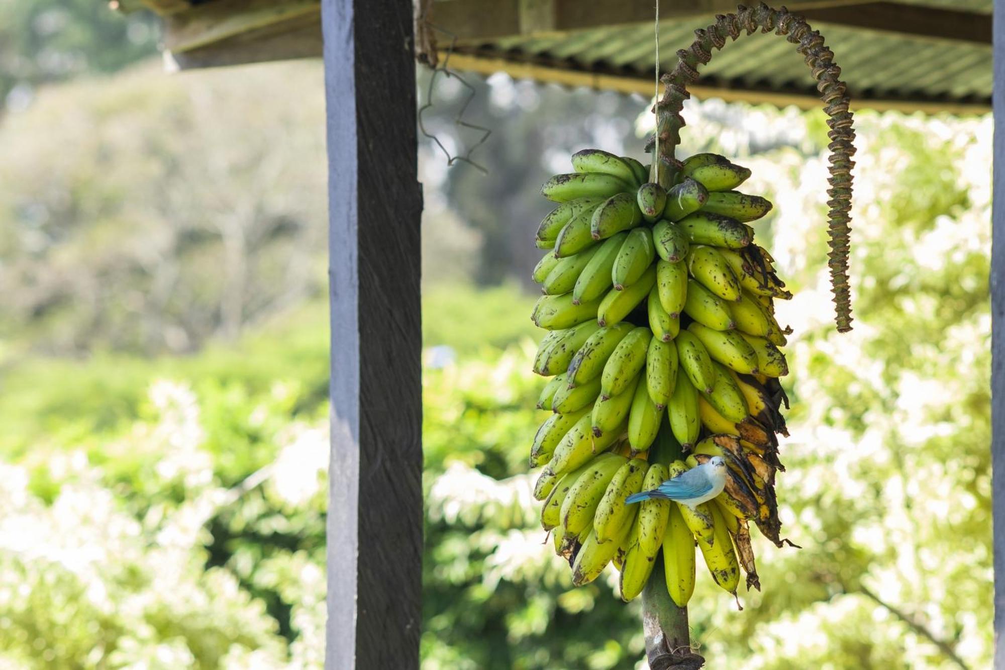 Appartamento Coffee Garden Ranch Costa Rica Concepcion  Esterno foto